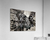 DFriel - Black Ink Lionfish  Acrylic Print