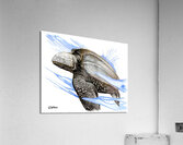 DFriel Leatherback  Acrylic Print