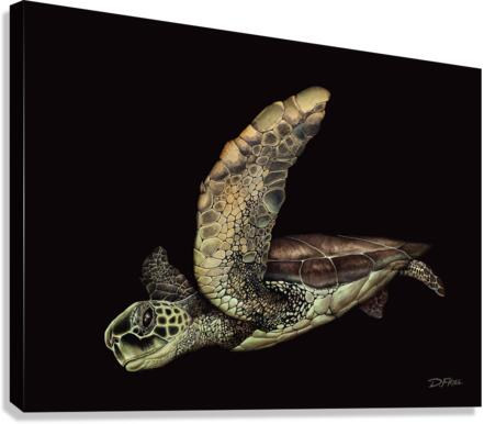 Black Cove Turtle  Canvas Print