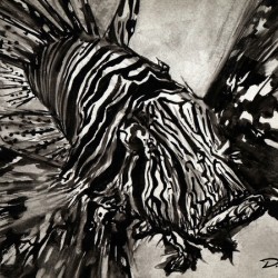 DFriel - Black Ink Lionfish