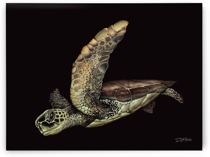 Black Cove Turtle by D Friel 