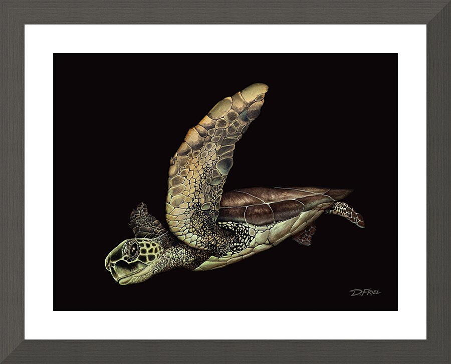 Black Cove Turtle  Framed Print Print